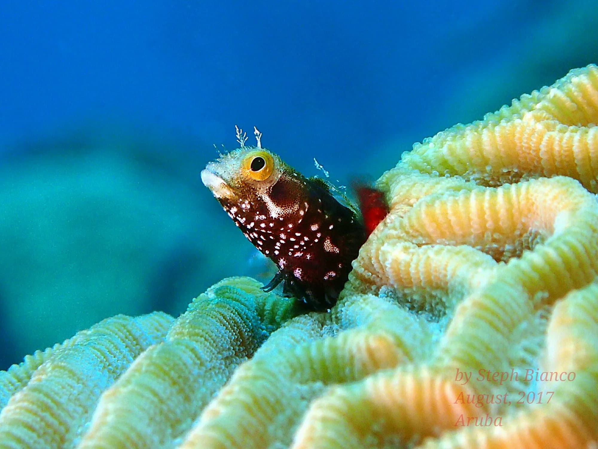 Blenny on brain coral