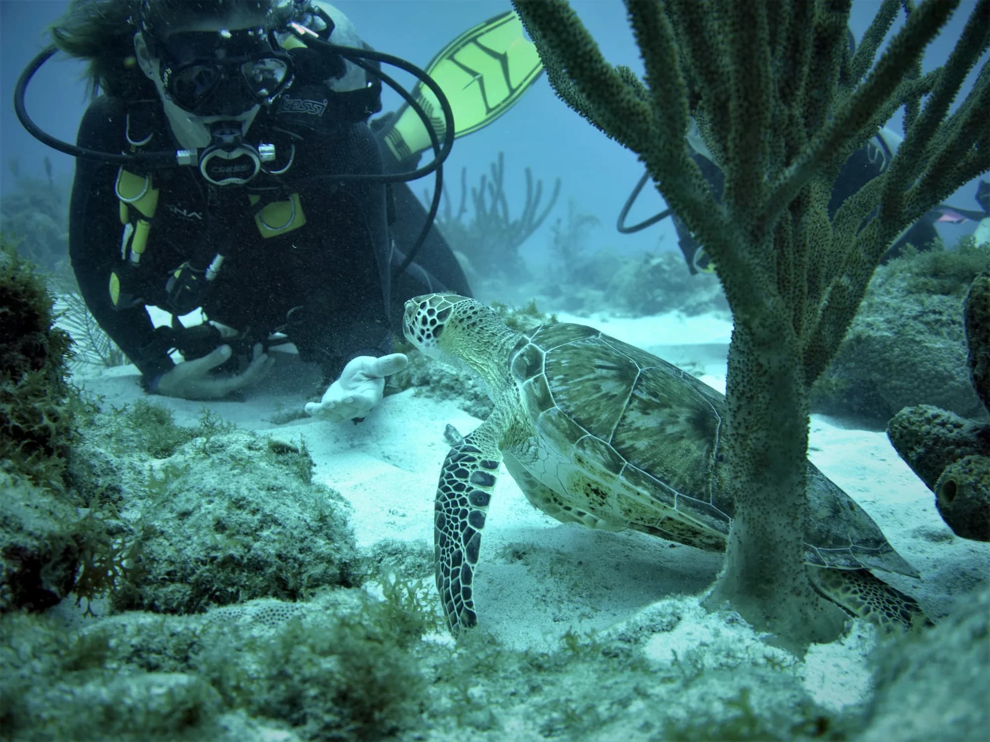 Diver with sea turtle on reef