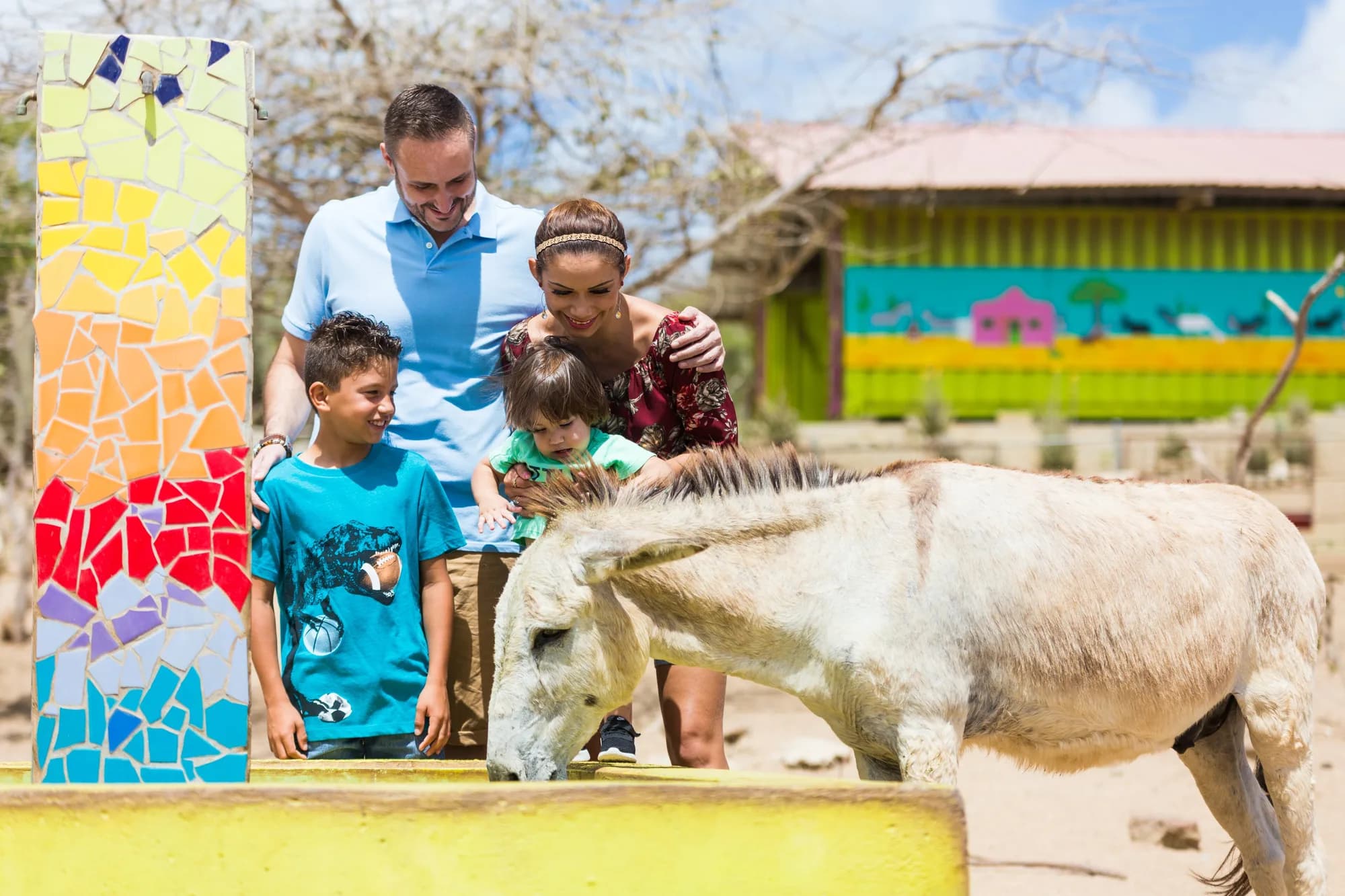 Donkeys at the sanctuary